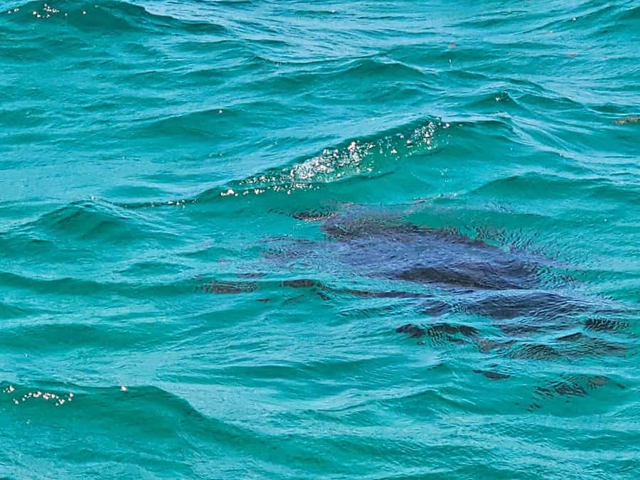 Mauritius: 5 islands speedBoat Trip with snorkeling & BBQ - Who will enjoy this speedboat day