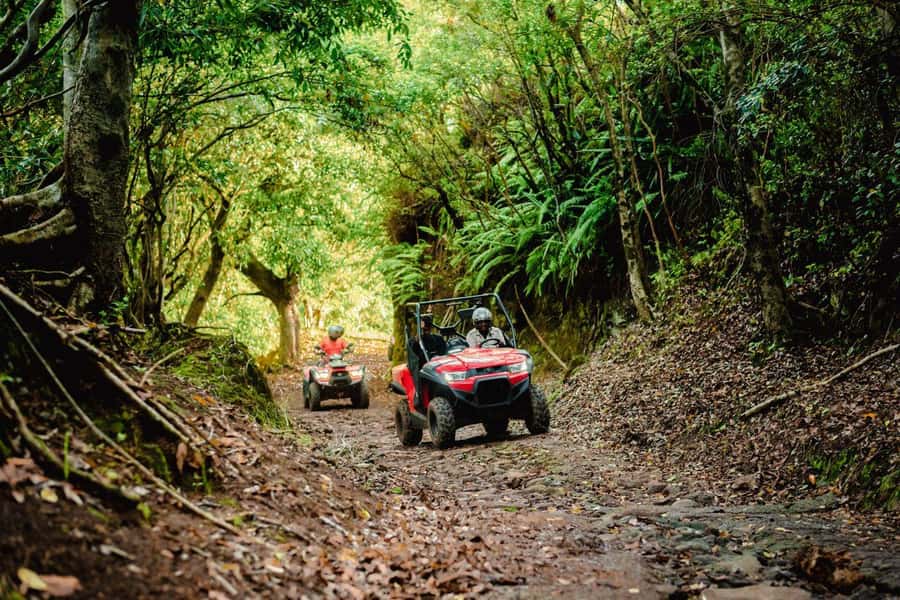 Mauritius: Bel Ombre Nature Reserve Quad Bike Tour - Views beyond the trees