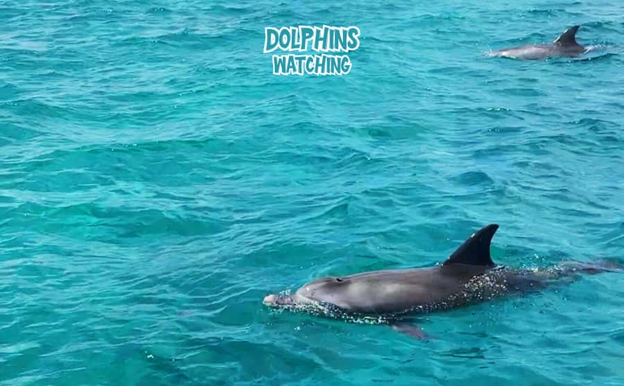 Mauritius: Benitier Island - Swim Dolphins - Speedboat & BBQ - Looking for spinner and bottlenose dolphins