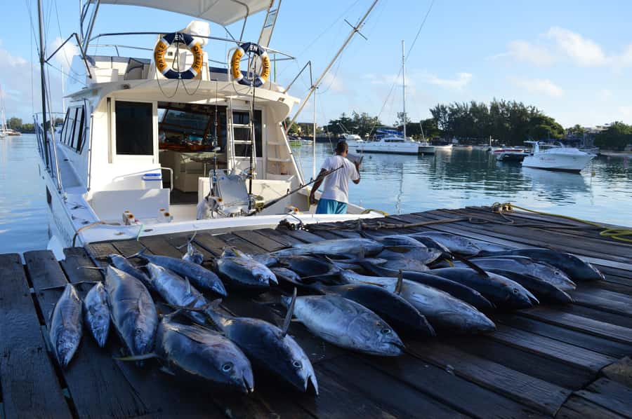 Mauritius: Big Game Fishing Trip from Grand Baie - Key things to know before you book
