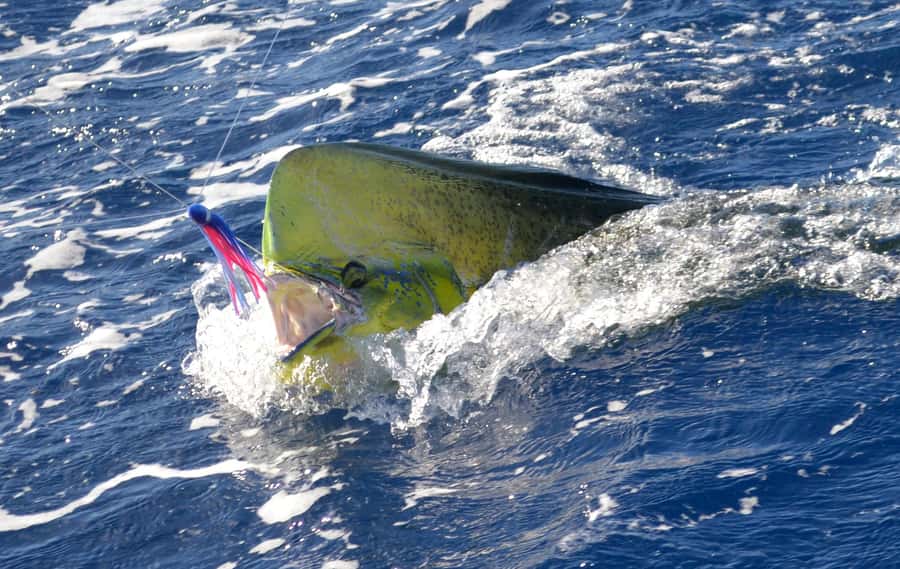 Mauritius: Big Game Fishing Trip from Grand Baie - Leaving Sunset Boulevard at 7:00 am