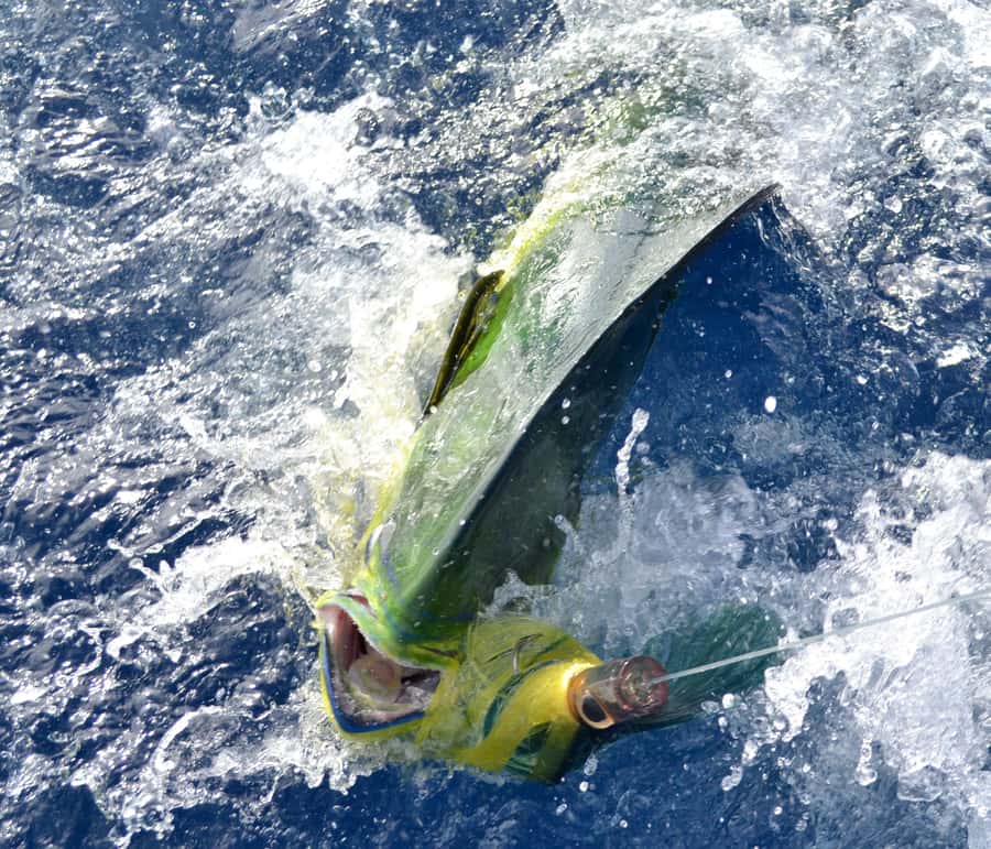 Mauritius: Big Game Fishing Trip from Grand Baie - The long wait for a marlin, tuna, or dorado