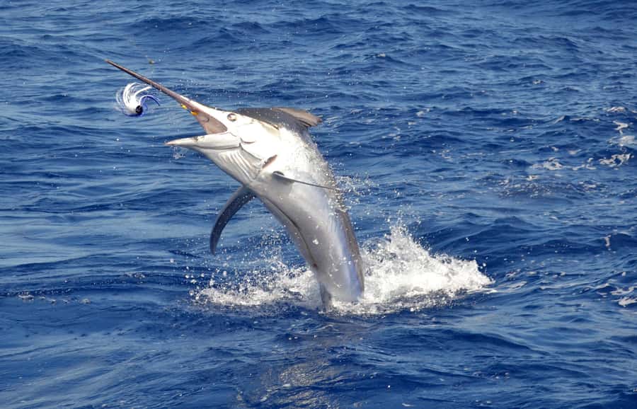 Mauritius: Big Game Fishing Trip from Grand Baie - Lunch, drinks, and the cost of eating onboard