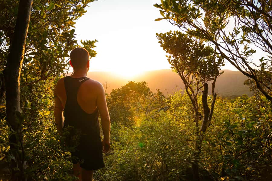 Mauritius: Black River Gorges Guided Hike - Forest plants, orchids, and rare birds
