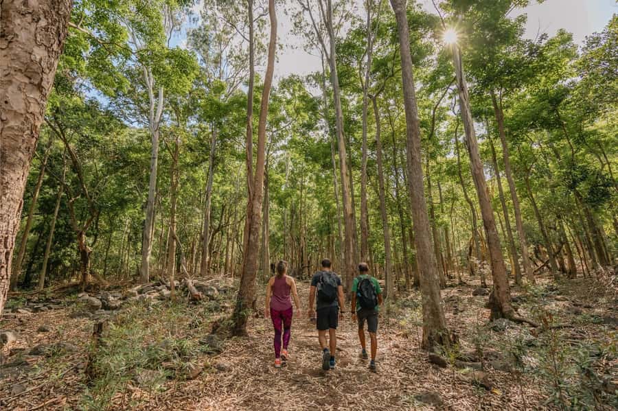 Mauritius: Black River Gorges National Park 3-Hour Hike - Why Black River Gorges belongs in your Mauritius plans