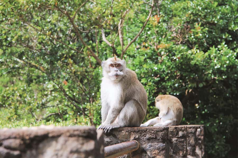 Mauritius: Black River Gorges National Park 3-Hour Hike - Three hours among gorges, valleys, and forest