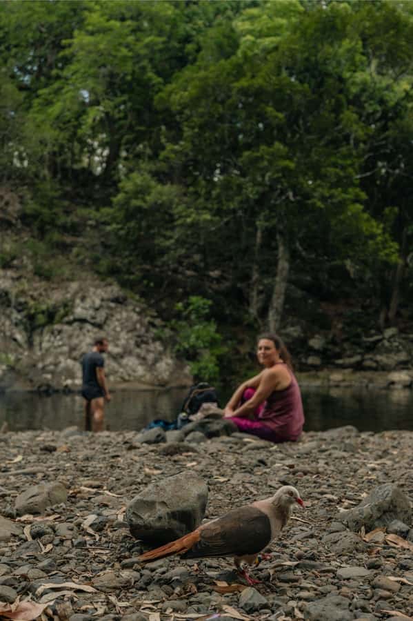 Mauritius: Black River Gorges National Park 3-Hour Hike - Animals, plants, and the value of a local guide