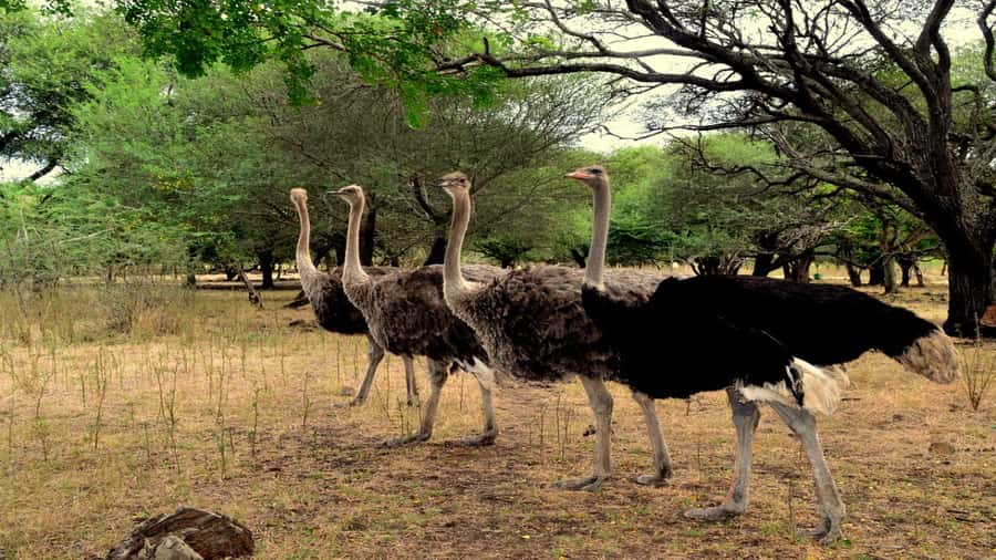 Mauritius: Casela Nature Parks Entrance Ticket with Transfer - Key points to know before you go