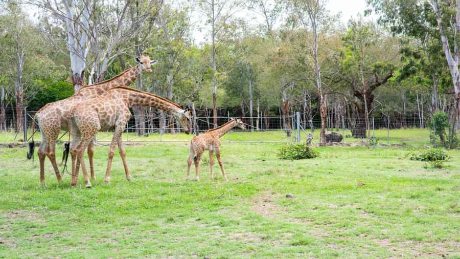Mauritius: Casela Nature Parks Entrance Ticket with Transfer - What Casela Nature Parks is really like