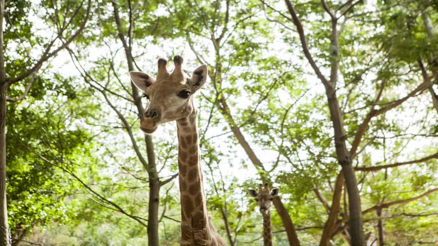 Mauritius: Casela Nature Parks Entrance Ticket with Transfer - Walking through the aviary with 1,500 birds