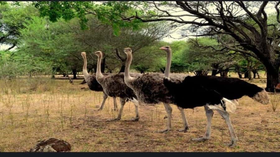Mauritius: Casela nature parks & flic en flac beach - Key points to know before booking