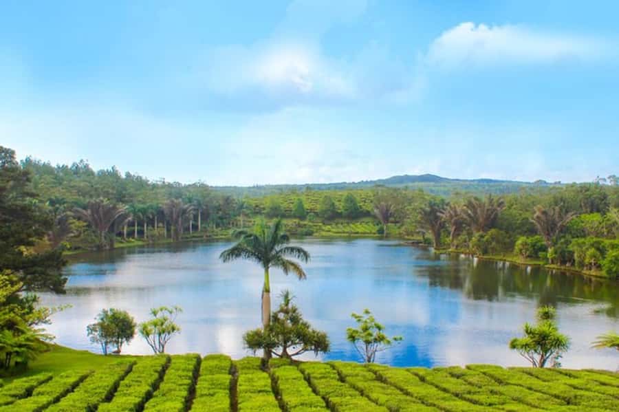 Mauritius: Crocodile Park and Tea Factory Tour with Tasting - Why this southern Mauritius day works