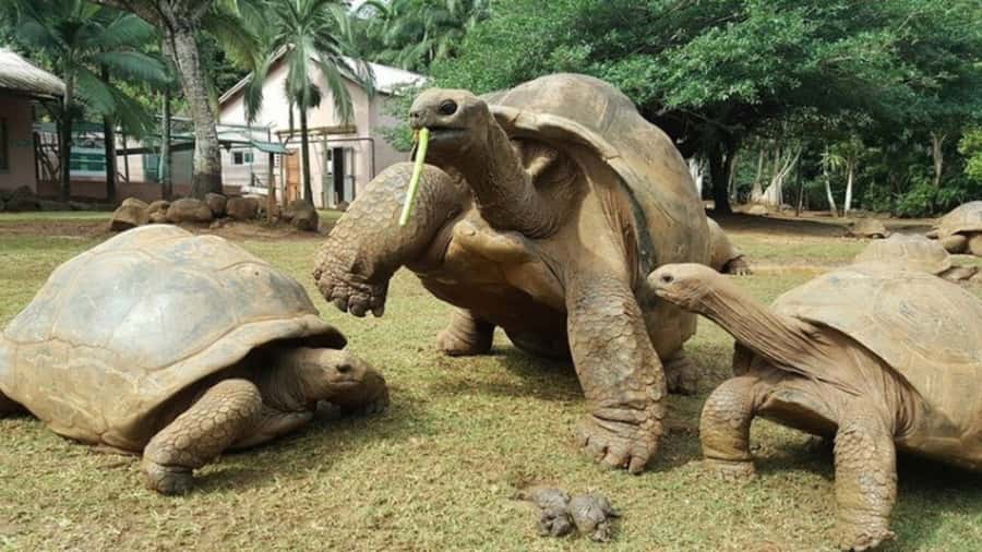 Mauritius: Crocodile Park and Tea Factory Tour with Tasting - A private day with a guide makes a difference