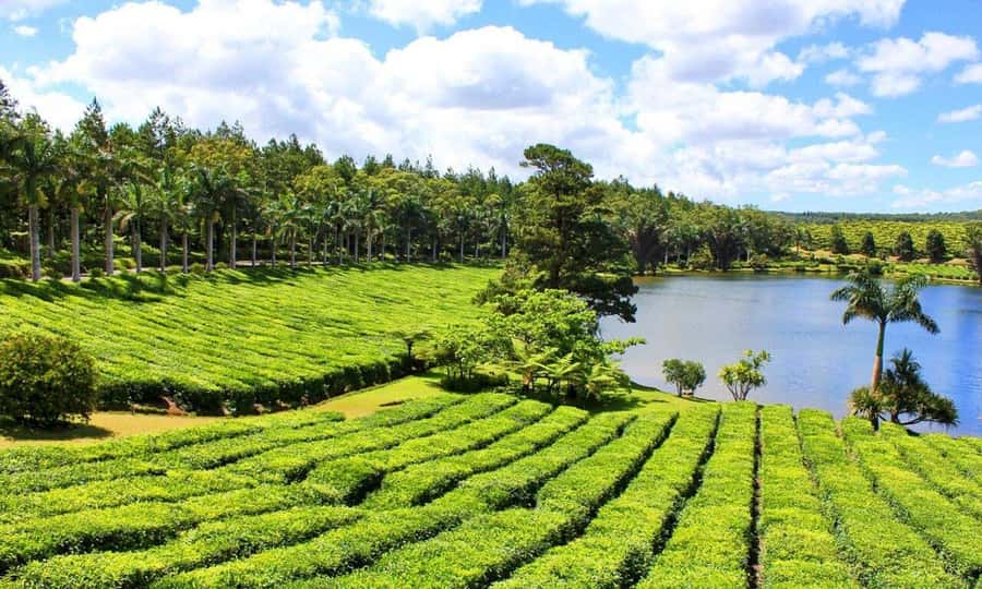 Mauritius: Crocodile Park and Tea Factory Tour with Tasting - What the $180 price includes