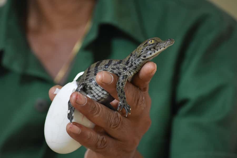Mauritius: Crocodile Park and Tea Factory Tour with Tasting - Who will enjoy this tour most