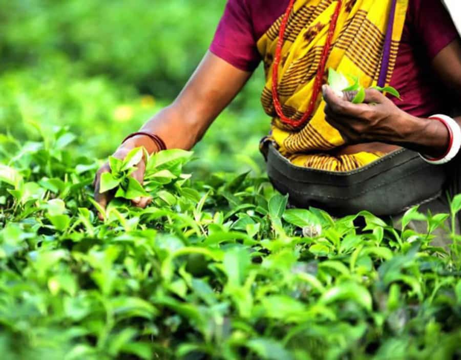 Mauritius: Crocodile Park and Tea Factory Tour with Tasting - Bois Chéri, Mauritius’s first tea plantation