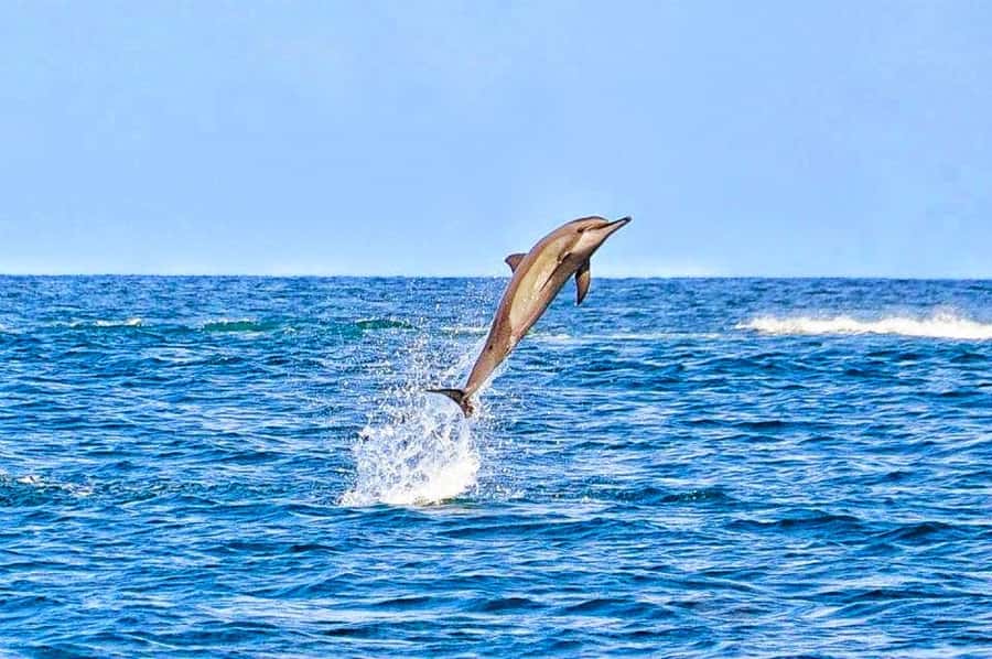 Mauritius Dolphin Encounter and Geographic Marvels Tour - Trou aux Cerfs, a volcano with a 360-degree view