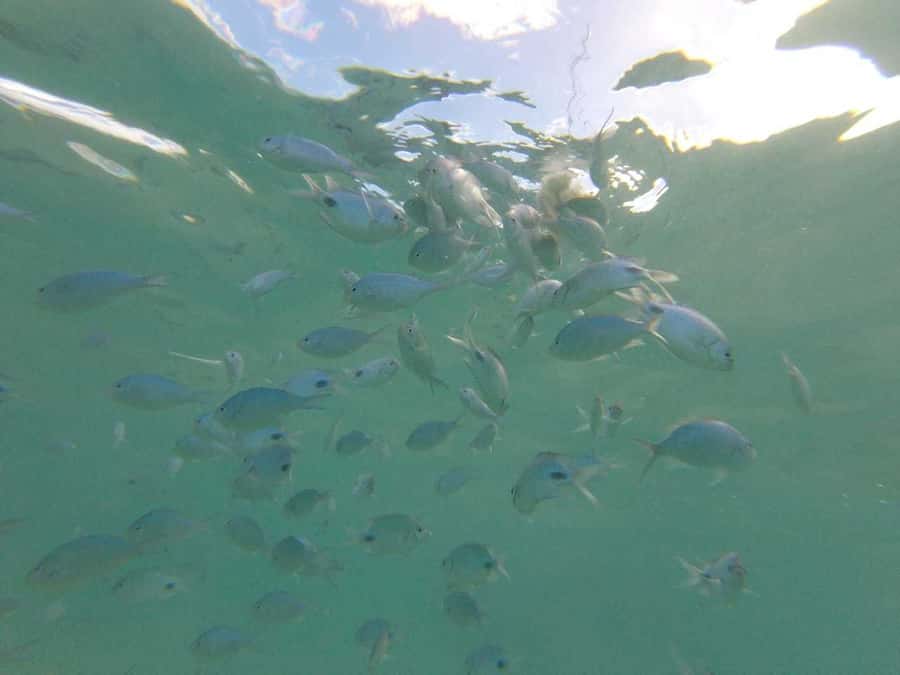 Mauritius: Dolphin Encounter, Trou aux Cerf and Grand Bassin - The dolphin encounter off Black River