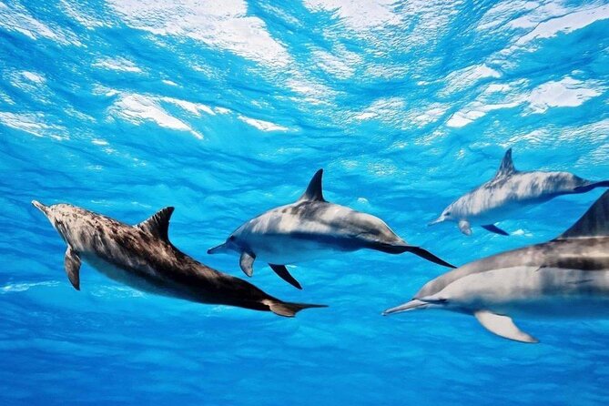Mauritius : Dolphins Swim and Ile Aux Bénitiers with BBQ - BBQ Lunch on Ile aux Bénitiers