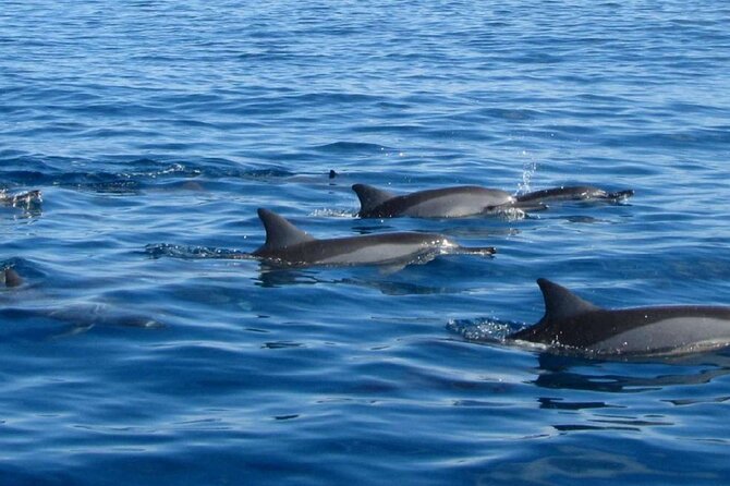 Mauritius : Dolphins Swim and Ile Aux Bénitiers with BBQ - Should You Book It?