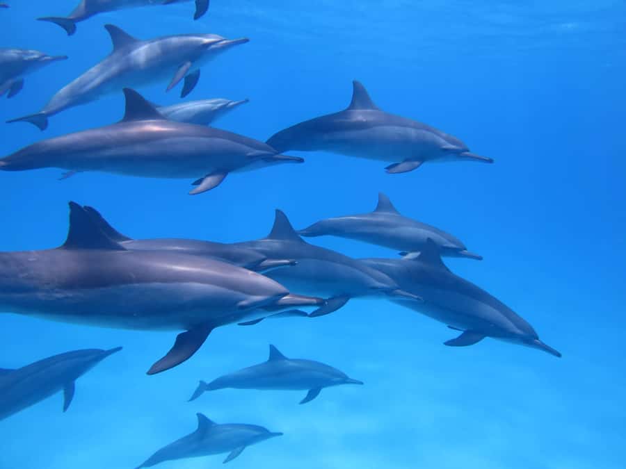 Mauritius: Dolphins watch half-day - Key points to know before booking