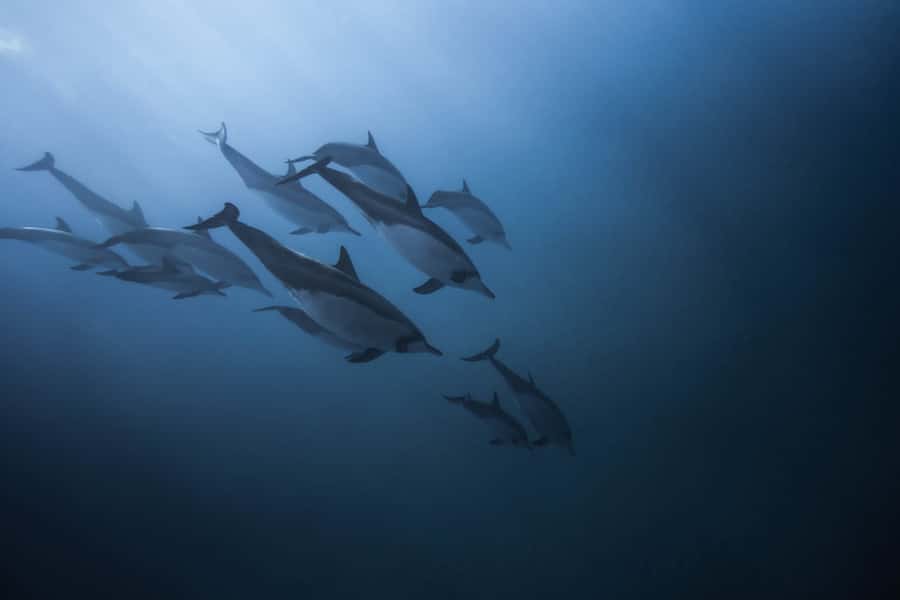 Mauritius: Dolphins watch half-day - Boarding the speedboat at Tamarin Bay