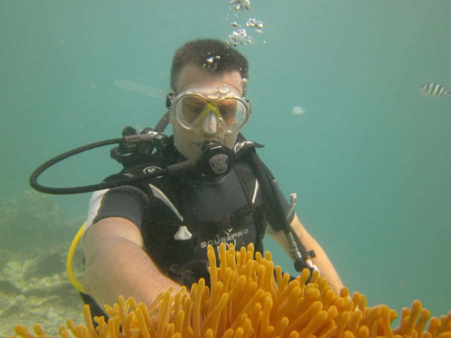 Mauritius: East Belle Mare Scuba Diving Tour - Coral, fish, and the appeal of the shipwreck sites