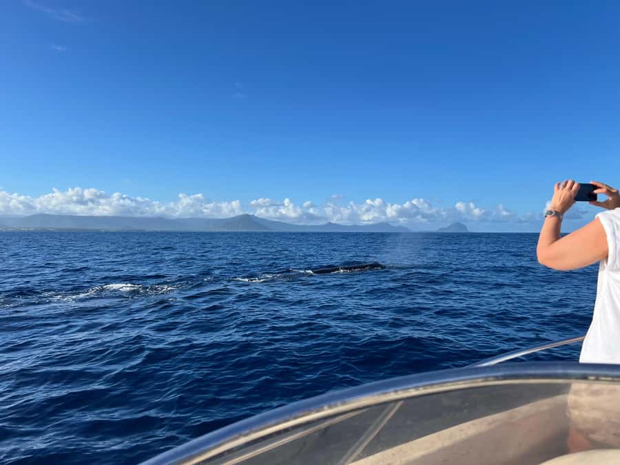 Mauritius: Eco-Friendly Private Whale Watching - Why this private boat trip feels different
