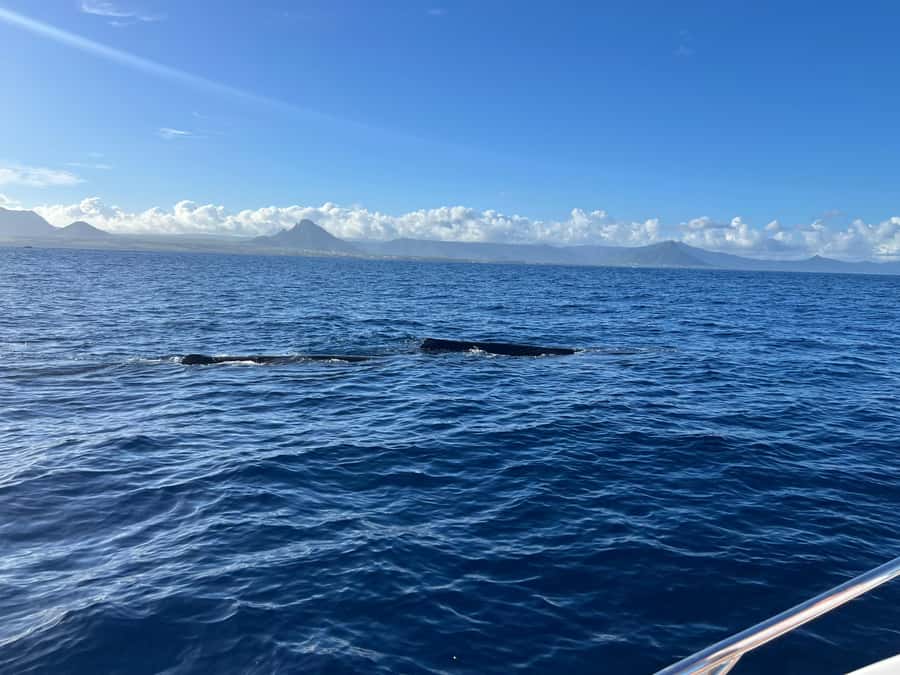 Mauritius: Eco-Friendly Private Whale Watching - The 30-minute run across the Indian Ocean
