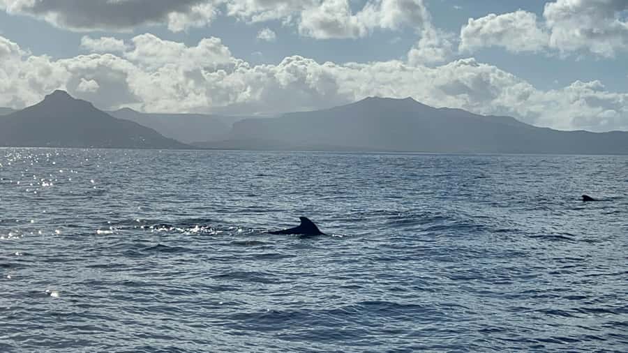 Mauritius: Eco-Friendly Private Whale Watching - Ninety minutes of dolphins and whales