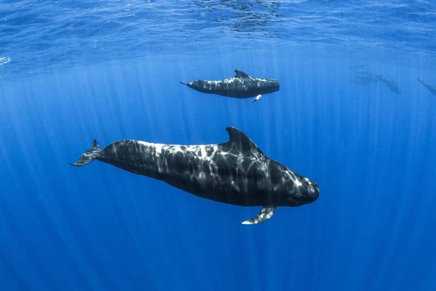 Mauritius: Eco-Friendly Private Whale Watching - Who should book this ocean experience
