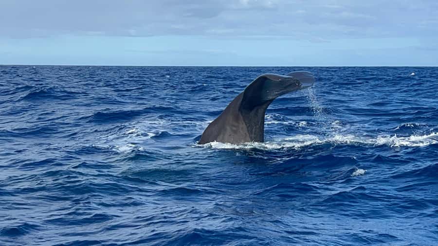 Mauritius: Eco-Friendly Private Whale Watching - Meeting the boat and getting ready at Love Mauritius