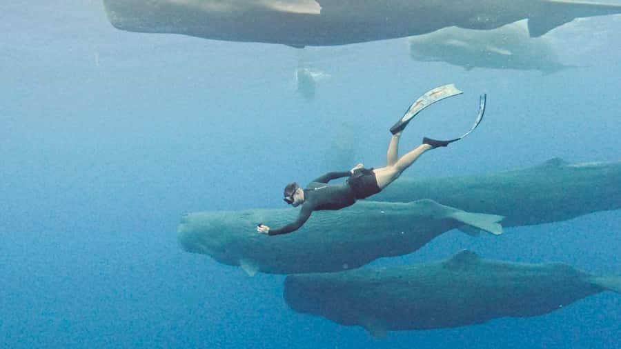 Mauritius Eco Whales Quest, 3-4 hours Expedition - Key points to know before booking