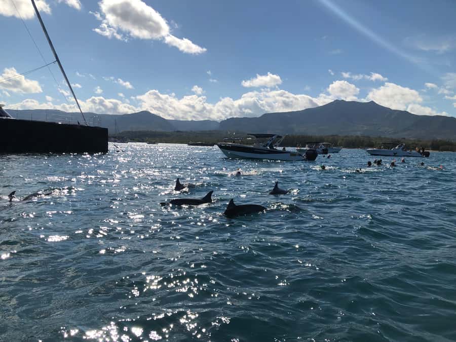 Mauritius Eco Whales Quest, 3-4 hours Expedition - What the Mauritius Eco Whales Quest is really about