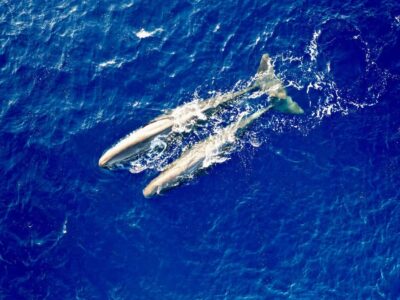 Mauritius Eco Whales Quest, 3-4 hours Expedition