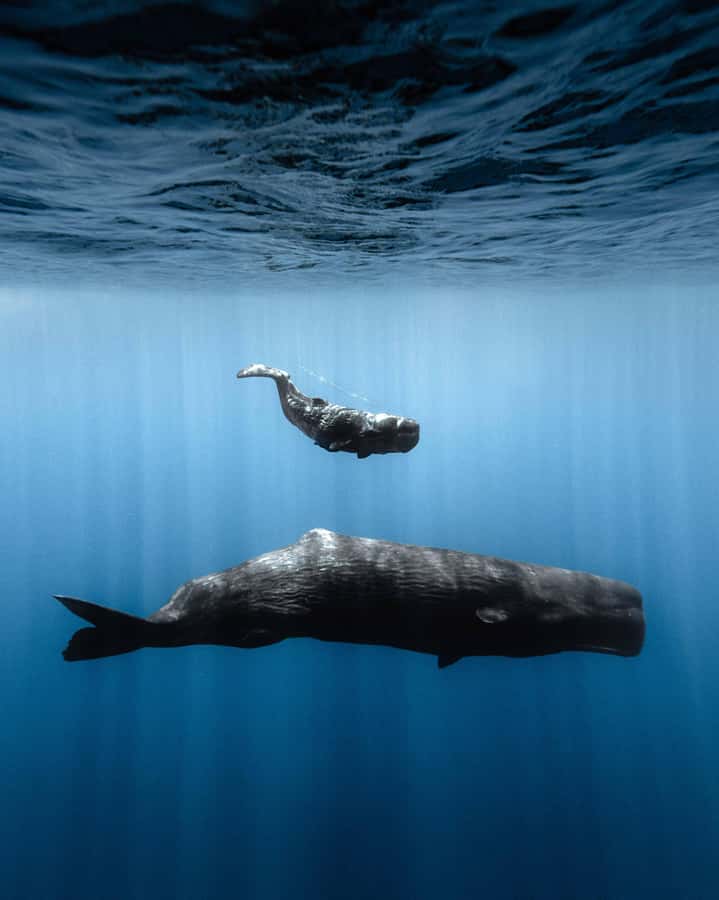 Mauritius Eco Whales Quest, 3-4 hours Expedition - Guiding, safety, and the human side of the trip