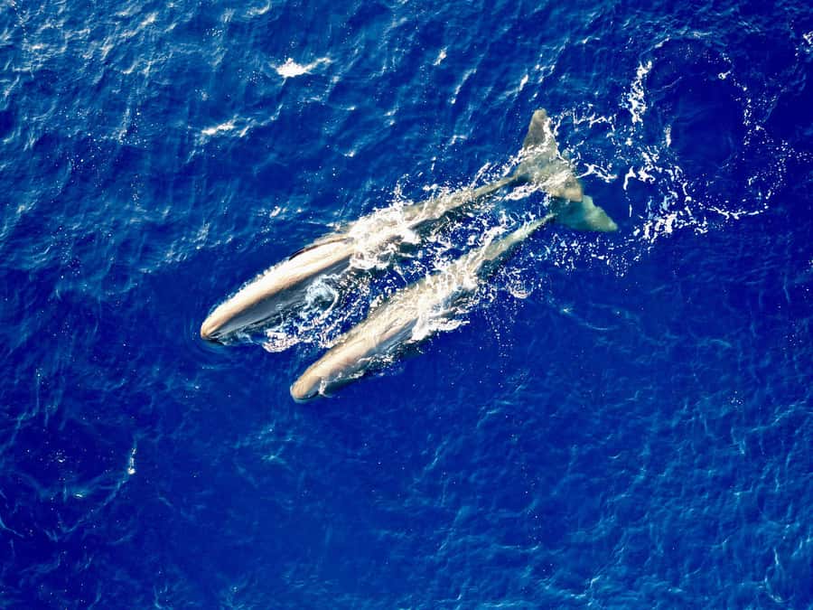 Mauritius Eco Whales Quest, 3-4 hours Expedition - Why the early departure matters