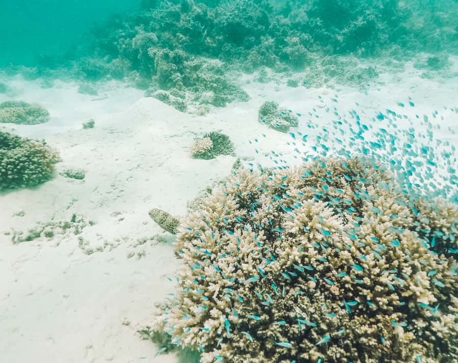 Mauritius: Full-Day Speedboat Tour to Ile aux Cerfs & BBQ - Lunch on Île aux Cerfs