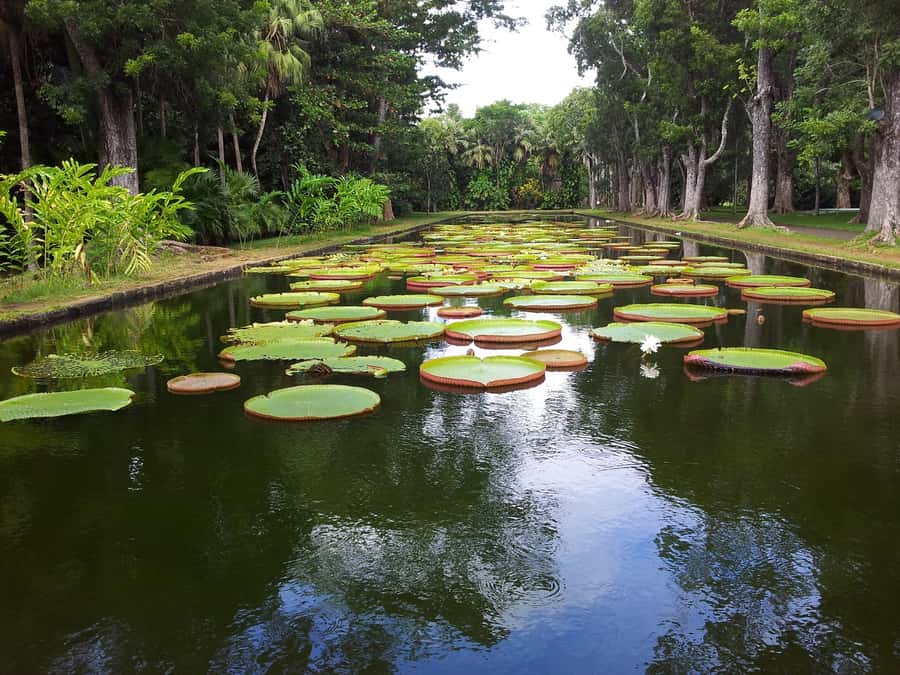 Mauritius: Full Day Tour of the North with Hotel Transfer - Key points at a glance