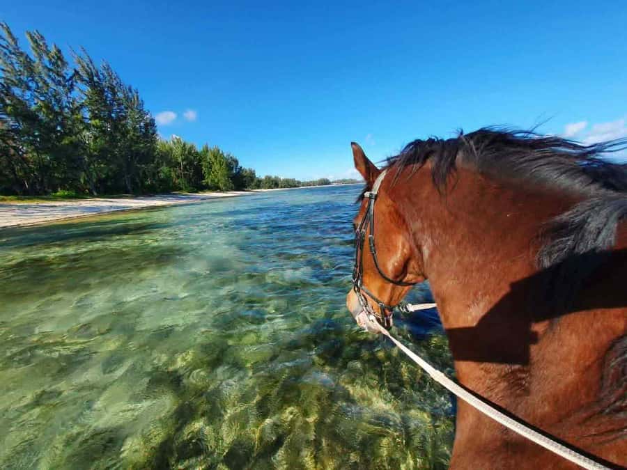 Mauritius: Horse riding on the deserted beach of Riambel - What the $117 Price Really Buys You