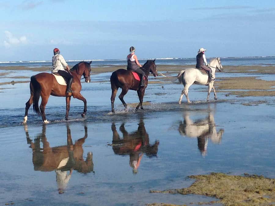 Mauritius: Horse riding on the deserted beach of Riambel - Meeting the Rescued Horses