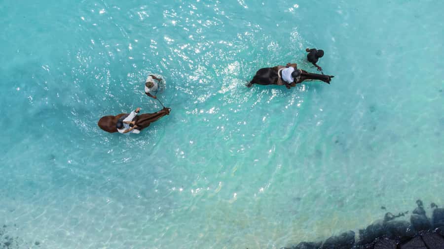 Mauritius: Horseback riding on the beach - Starting at the sanctuary near Belle Mare