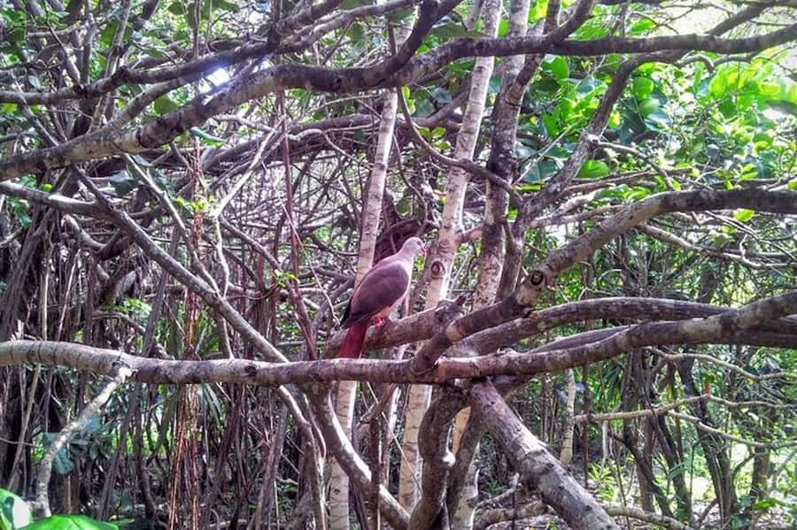 Mauritius: Ile aux Aigrettes Nature Reserve with Boat Ride - How to make the eight hours work better