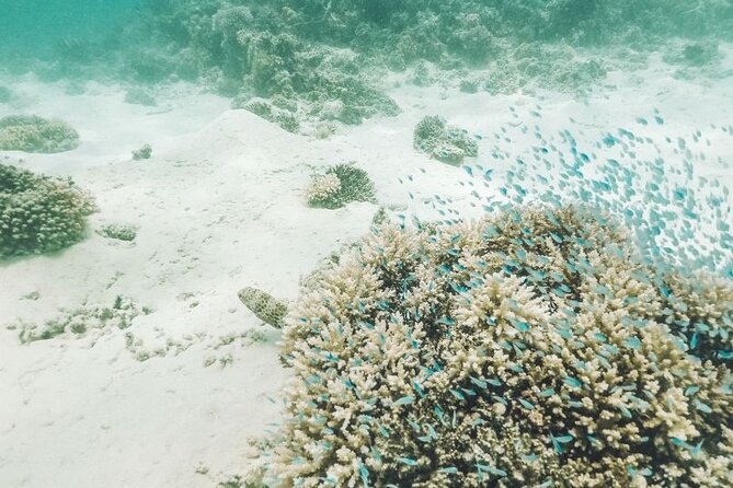 Mauritius : Ile Aux Cerfs 3 islands Speed Boat Trip with BBQ - Ile aux Cerfs: barbecue, drinks, and beach time