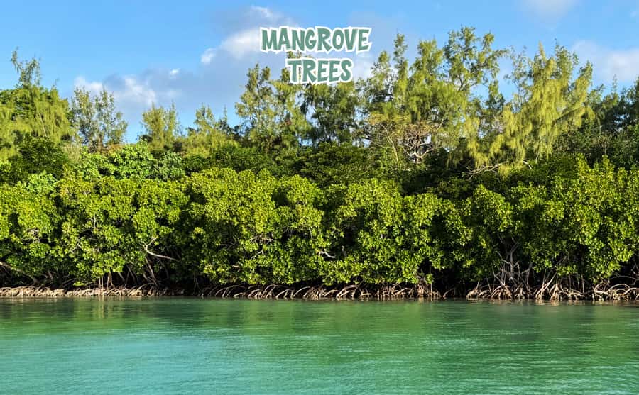 Mauritius: Ile aux Cerfs Speedboat Tour with Lunch & Drinks - Île aux Cerfs: Beautiful, Busy, and Easy to Enjoy