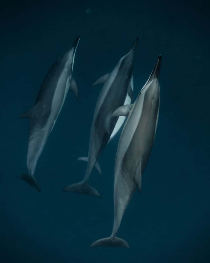 Mauritius Le Morne: Eco-Friendly Dolphin Watching Tour - Key points at a glance