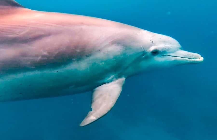 Mauritius Le Morne: Eco-Friendly Dolphin Watching Tour - Setting out from Le Morne before the crowds