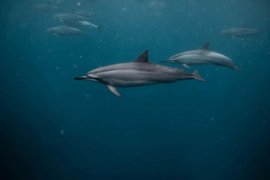 Mauritius Le Morne: Eco-Friendly Dolphin Watching Tour - Snorkeling in the lagoon after the dolphins