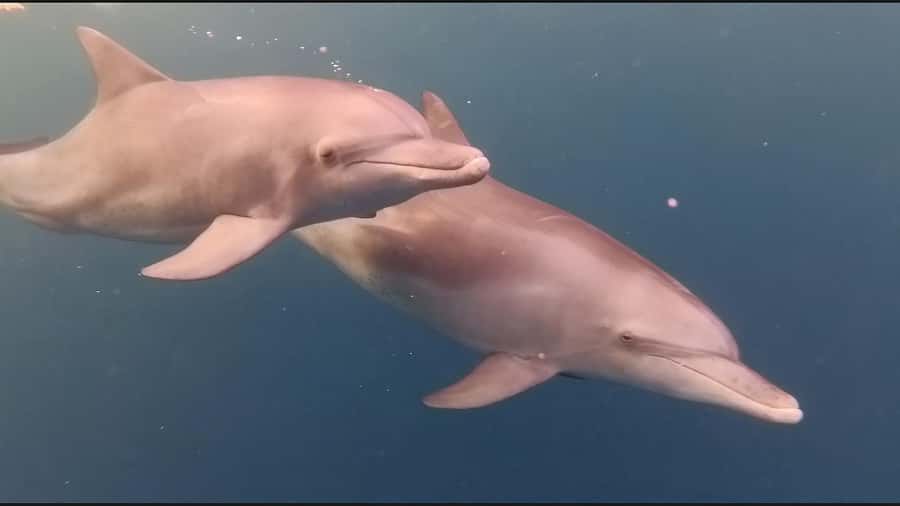 Mauritius Le Morne: Eco-Friendly Dolphin Watching Tour - The good and the less comfortable parts