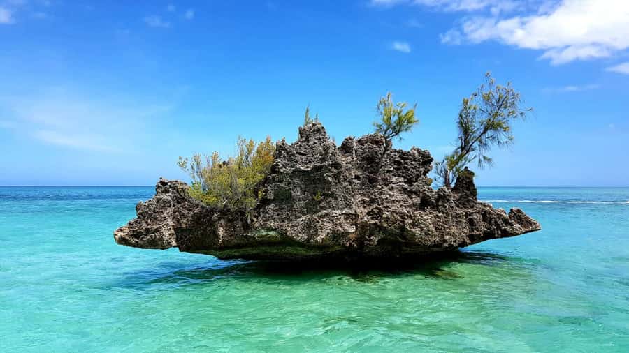 Mauritius: Ocean Swim with Dolphins - Key points to know before booking